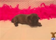 mixed breed puppy posted by Rhonda Wallace